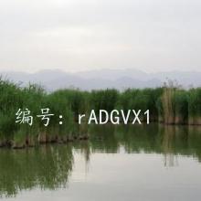 ѧϰ