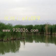 仯